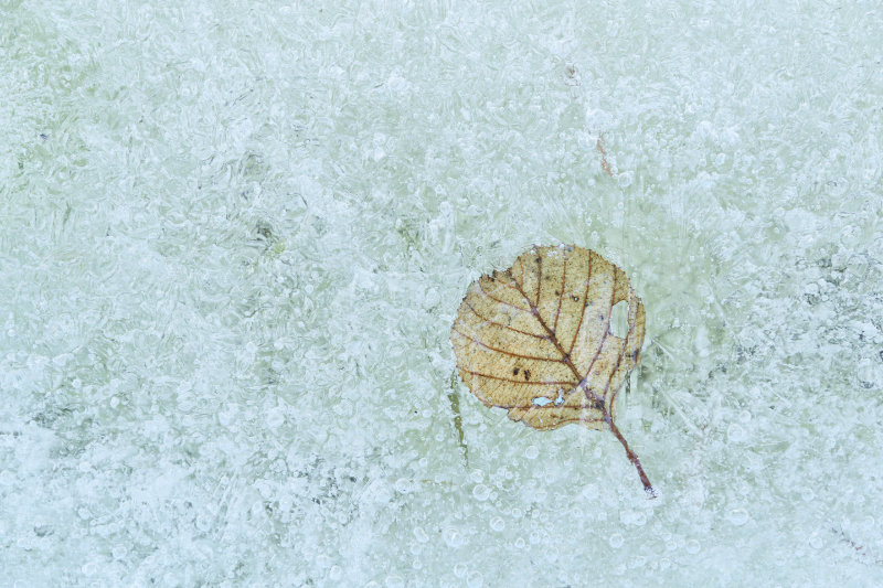A frozen leaf trapped in clear ice